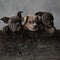 Three cute american bully puppies standing inside a wooden box