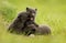 Three cute brown arctic fox cubs play fighting with each other