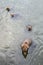 Three cute brown bear cubs with natal collars swimming in the Brooks River with mother bear, Katmai National Park, Alaska