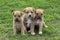 Three cute brown puppies sitting together