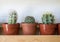 Three cute cacti cactus on a shelf