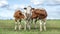 Three cute calves playful funny together in a green meadow under a cloudy blue sky and a faraway straight horizon