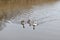 Three cute Canadian geese swimming in a canal in Grave, Netherlands