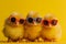 Three cute chicken chicks wearing sunglasses, representing a fun and playful image. Ai generated