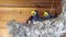 Three cute chicks of swallows intensively open their yellow mouths in anticipation of food, sitting in a nest.