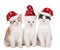 Three cute christmas cats with hats