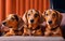 Three cute dachshunds watching a movie with popcorn on cinema. Generate Ai