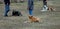 Three cute dogs laying on the ground,learning in dog-school