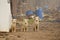 Three cute dogs staring at the direction of a camera with construction waste in the background