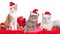 Three cute domestic cats with Santa hat