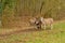 Three cute donkeys in a meadow with forest behind- Equus africanus asinus