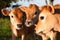 Three cute farm cow calves standing