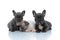 Three cute French bulldog puppies resting and relaxing