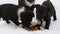 Three cute funny little black and white puppies eat on snow in winter. Hungry puppies eat fish heads