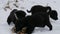 Three cute funny little black and white puppies eat on snow in winter. Hungry puppies eat fish heads