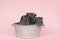 Three cute grey guinea pigs sitting next to eachother in a pewter tin bath on a pink background