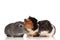 Three cute guinea pigs looking in different sides