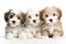 Three cute havanese puppies