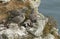 Three cute Herring Gull Larus argentatus chicks standing on the edge of the cliff at their nesting site in the UK.