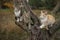 Three cute kittens play on a tree branch. Lovely young cats in nature