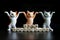 Three cute kittens rally against sanctions against ordinary citizens. Stop sanctions! Give stockers and contributors the