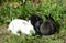 Three cute little bunnies in the green grass in the summer garden
