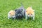 Three cute little kittens walking on a green grass