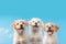 Three cute little labrador retriever puppies isolated on a blue background with Generative AI.