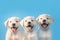 Three cute little labrador retriever puppies isolated on a blue background with Generative AI.
