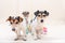 Three cute naughty party dog. Jack Russell dogs ready for carnival