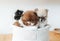 Three cute pomeranians puppies lying in a basket with a Home sign