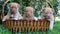 Three cute puppies in basket by flower bush