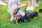 Three cute puppies dachshunds sitting next to it`s boy`s legs on the grass