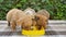 Three cute puppies eat from a bowl at the same time.