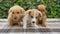 Three cute puppies sit on a plaid blanket.