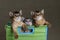 Three cute somali kittens on a grey backround