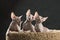 Three cute sphinx kitten