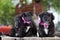 three cute street dogs ready for adoption