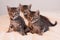 Three cute tabby kittens on soft off-white comforter