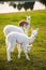 Three cute young alpacas