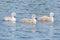 Three cygnets on the Boating Lake at Southampton Common