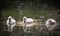 Three cygnets on river with reflection,swimming and scratching