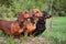 Three dachshund dogs lined up in a row