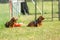 Three dachshund dogs waiting and sitting on a meadow in dogschool