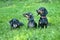 Three dachshunds