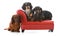 three dachshunds on a couch