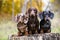 Three Dachshunds puppies