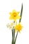 Three Daffodil flowers