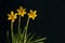 Three daffodils against dark background