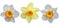 Three daffodils. Isolate on white background